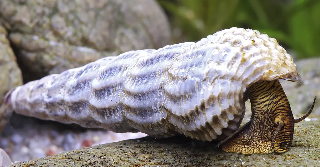 caracol conejo torreon himalayo