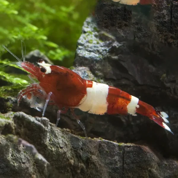 Caridina Red Wine