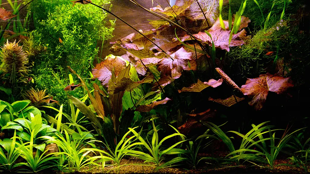 Acuario tipo holandés con cryptocoryne en primer plano.