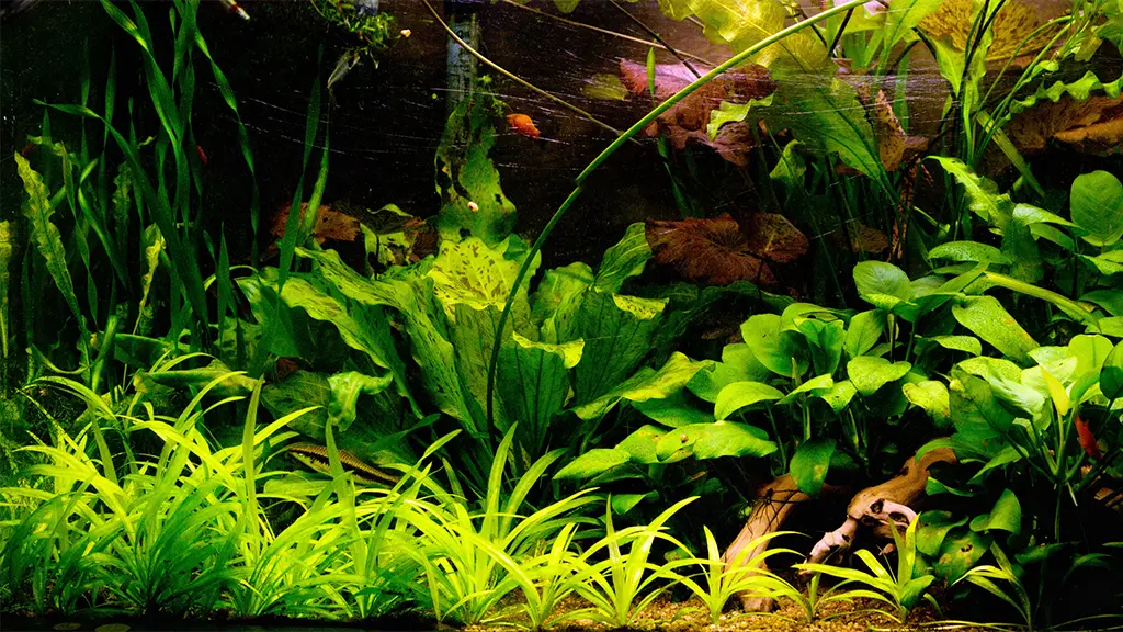 Acuario plantado con cryptocoryne en el primer plano del tanque