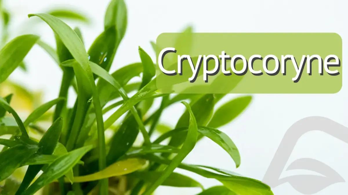 Artículo sobre las cryptocoryne en los acuarios plantados