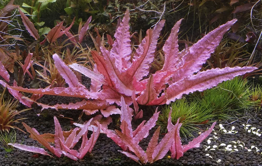 Cryptocoryne Flamingo en un acuario plantado