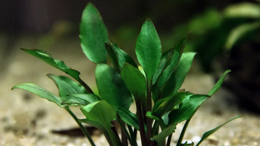 Detalle de una cryptocoryne lutea hobbit.