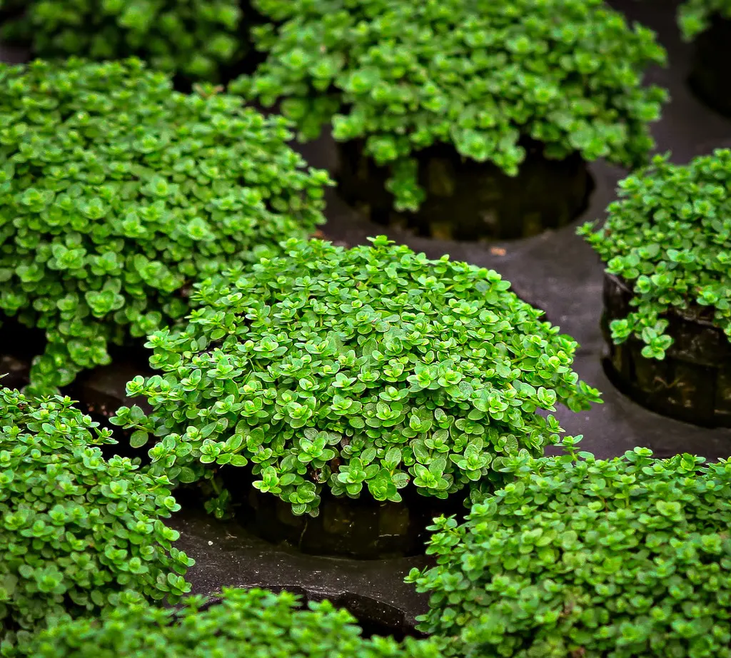 Cuba, una de las plantas más difíciles de mantener.