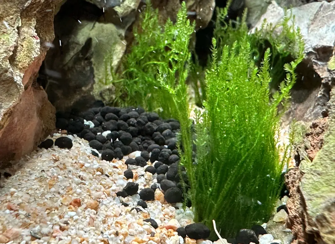 flame moss en un acuario plantado