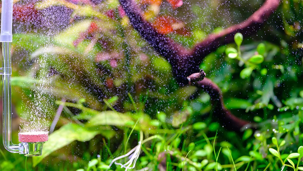 Si tienes plantas tapizantes es muy conveniente suministrar co2 al acuario.