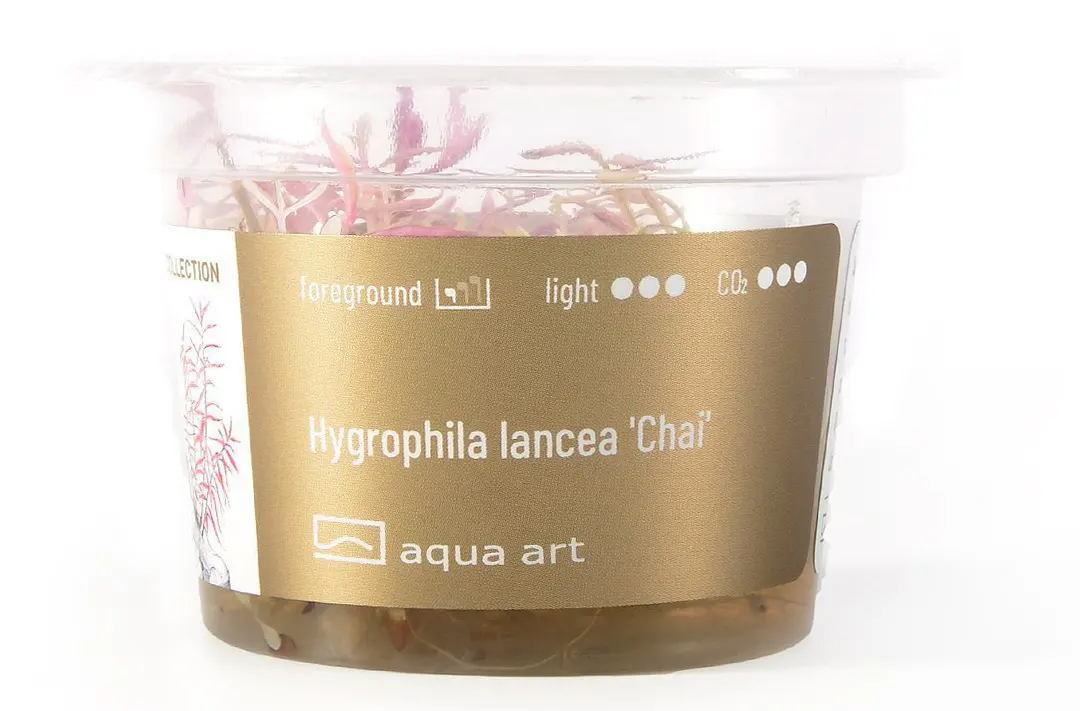 Hygrophila lancea chai