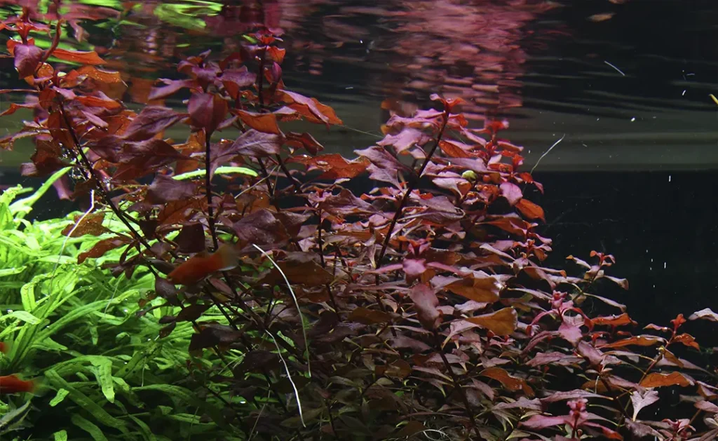 Ludwigia Palustris "Super Red"