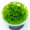 Micranthemum umbrosum