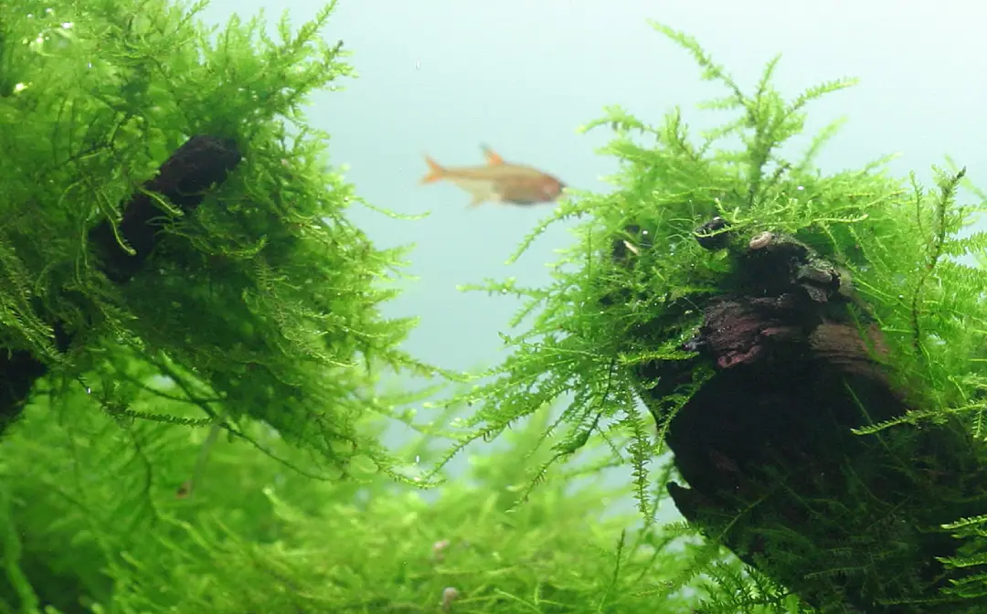 Musgo de java en un acuario plantado