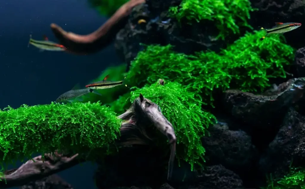 Los musgos en el acuario consiguen darle un aspecto de bosque húmedo muy atractivo visualmente.