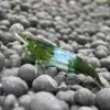 Neocaridina Green Jade Rili