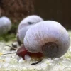 Caracol Planorbis Azul