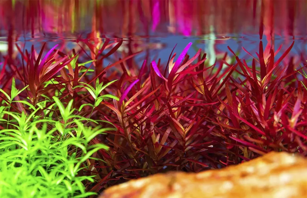 Plantas rojas en un acuario plantado