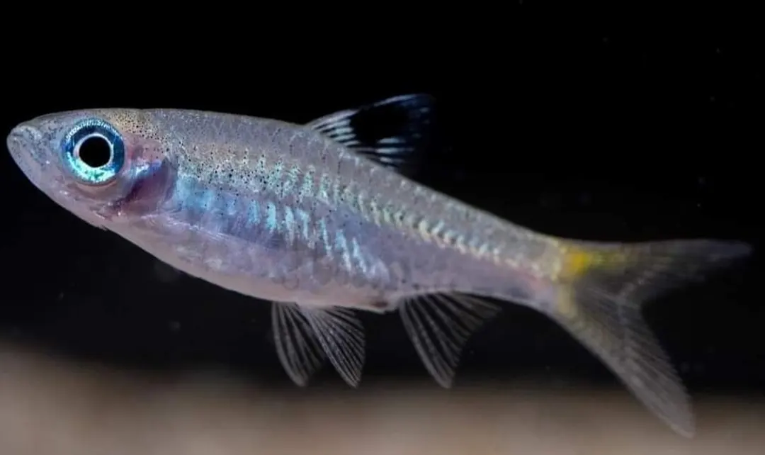 Rasbora Ojo Esmeralda