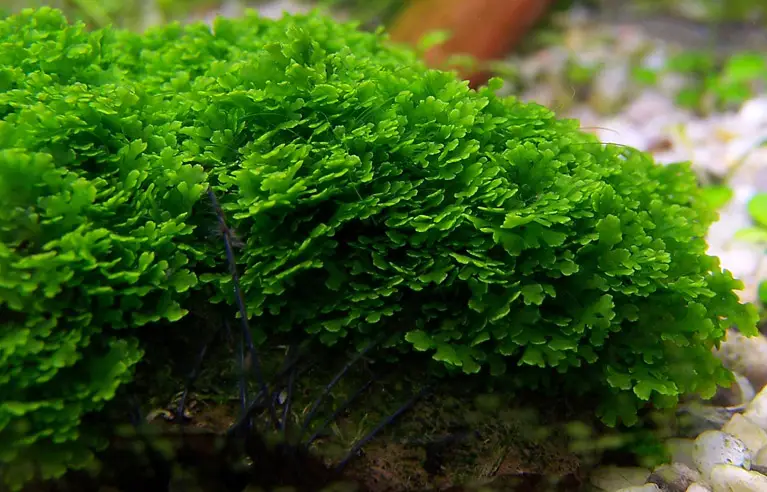 Riccardia en un acuario plantado