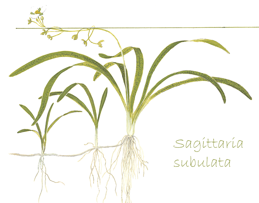 Sagittaria subulata, una planta ideal para el fondo del acuario.