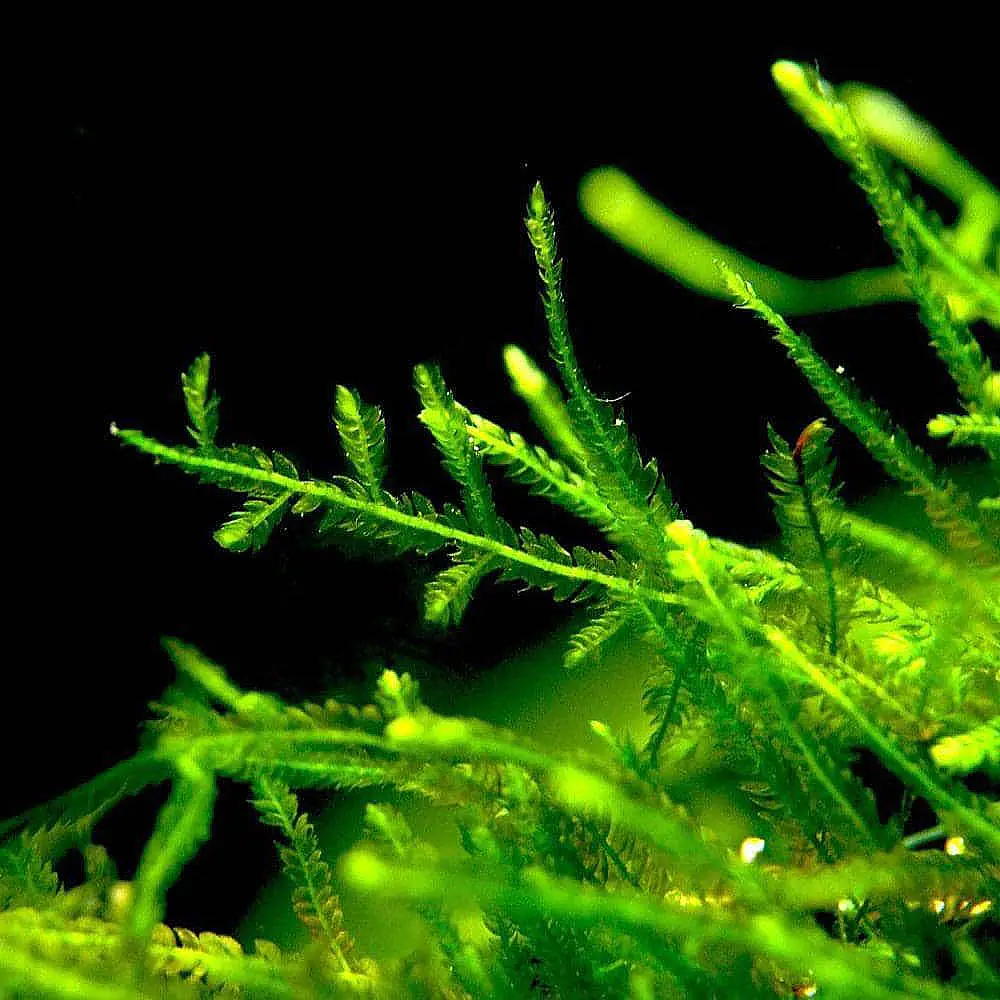 Spiky Moss en un acuario plantado