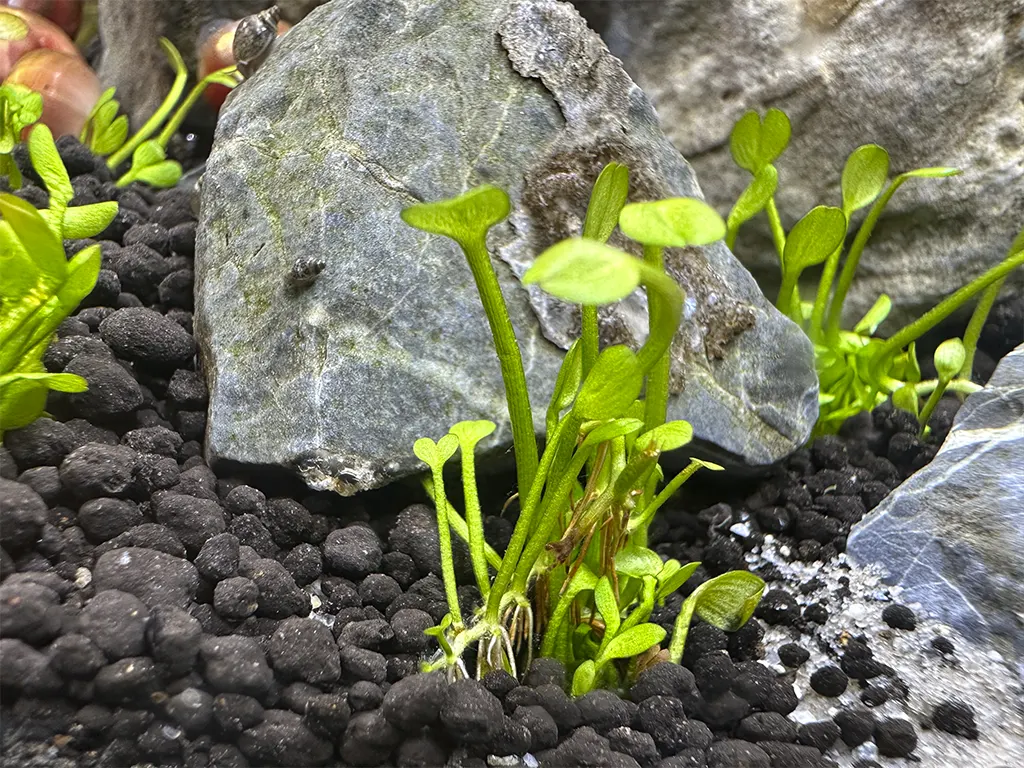 El sustrato nutritivo es esencial para las plantas de tu acuario.