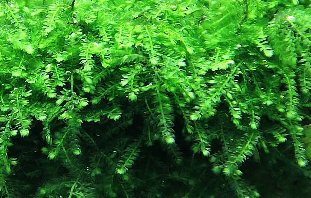 weeping moss en un acuario plantado