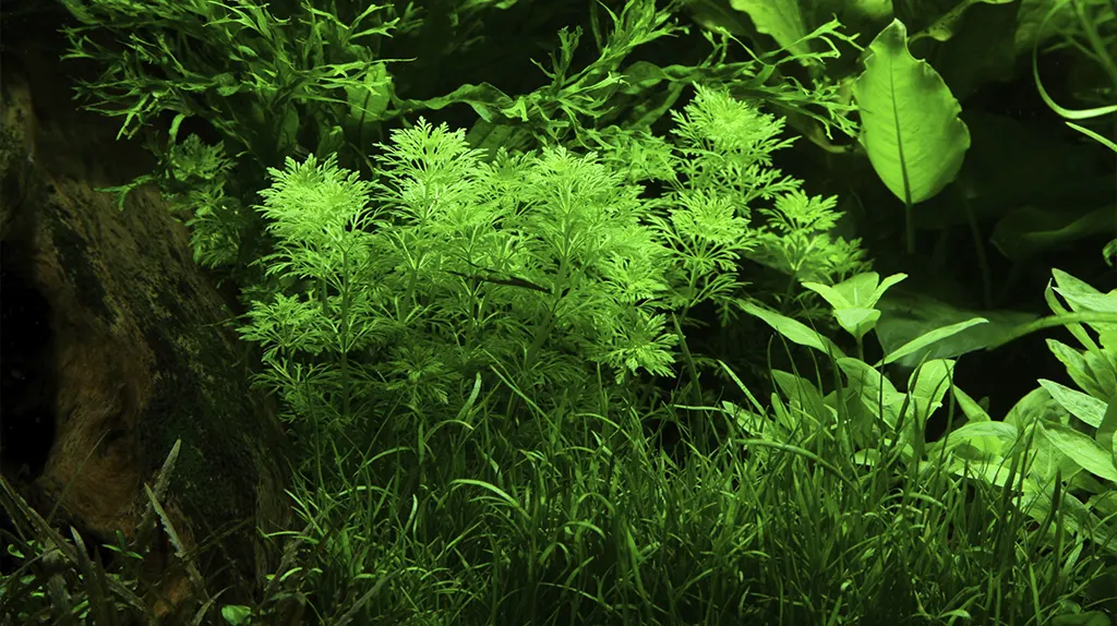 Plantas de Ambulia en un acuario plantado