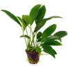 Anubias Barteri var Angustifolia