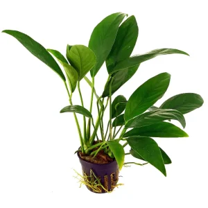 Anubias Barteri var Angustifolia