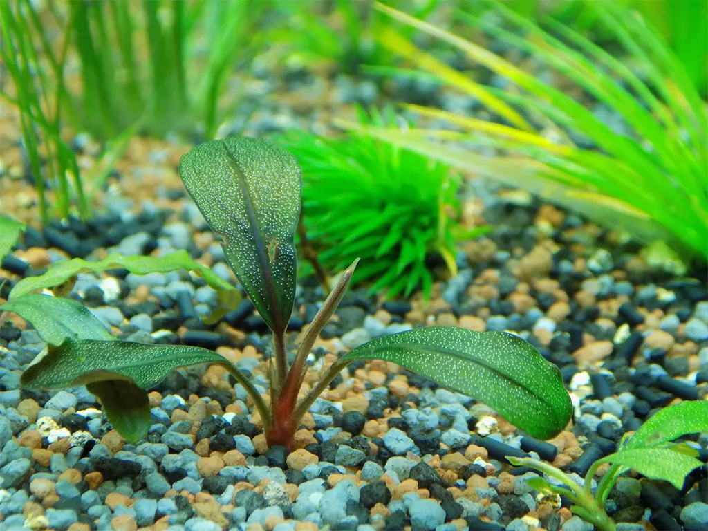 Bucephalandra enraizada en grava.