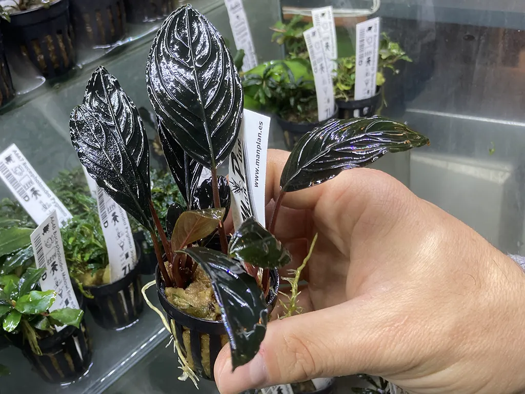 Bucephalandra especial de edición limitada