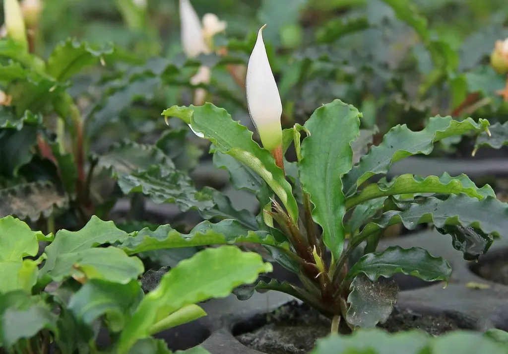 bucephalandra en flor