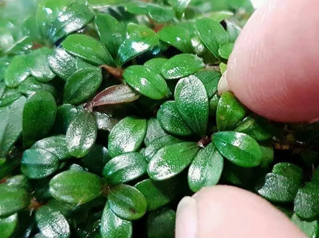 bucephalandra mini coin