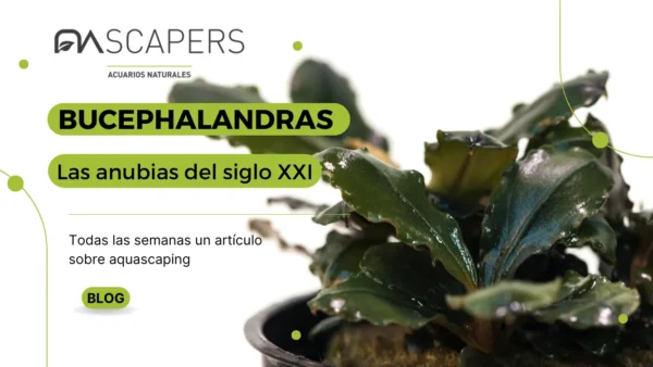 Comprar bucephalandras online para el acuario plantado