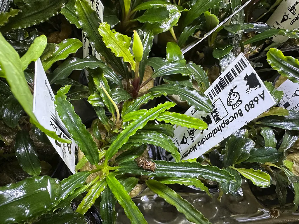 Bucephalandras en maceta de venta online en tu tienda de acuarios nascapers.es