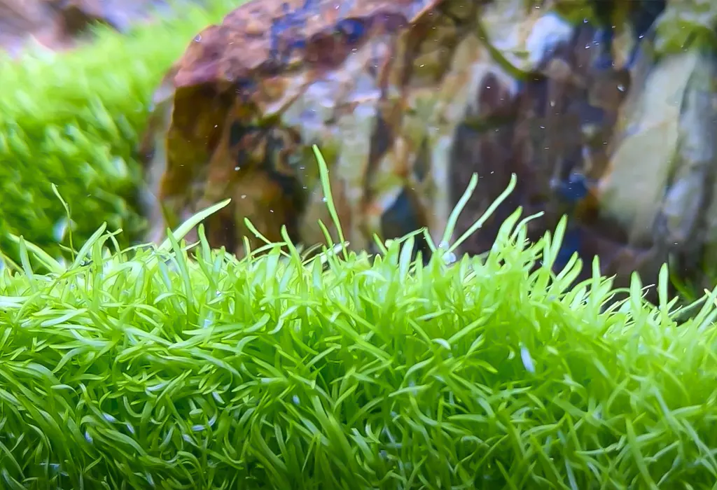 utricularia en un acuario plantado