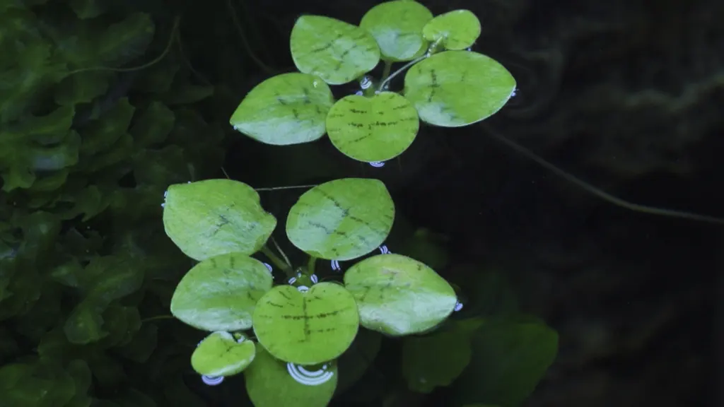Detalle de la planta limnobium laevigatum en la superficie del agua de un acuario.