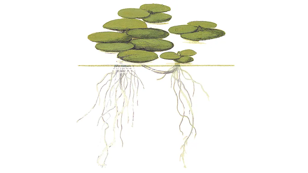 Limnobium Laevigatum, ilustración de la planta.