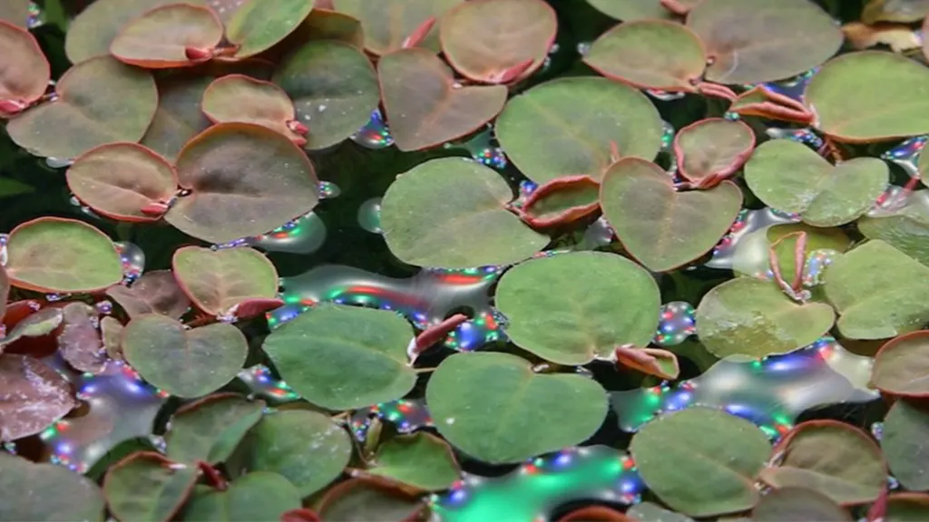Detalle de la planta phyllanthus fluitans en la superficie del agua de un acuario.