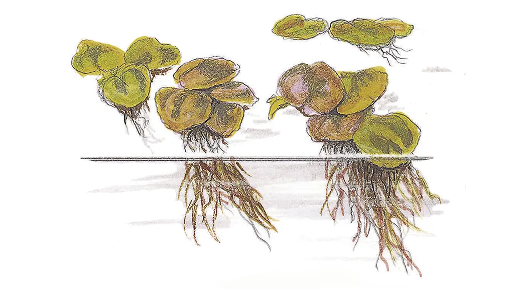 Phyllanthus fluitans, ilustración de la planta