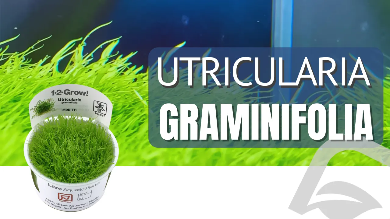 articulo del blog de nascapers sobre la planta tapizante utricularia graminifolia