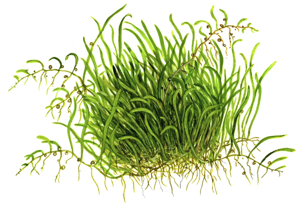 ilustración detallada de la utricularia graminifolia
