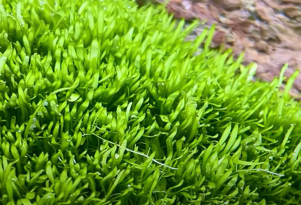 Graminifolia en primer plano de un acuario
