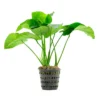 Anubias Barteri Broad Leaves
