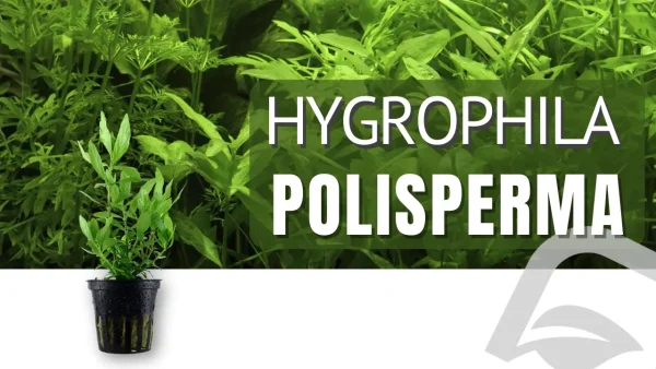 Artículo del blog de nascapers sobre la Hygrophila Polyspeerma
