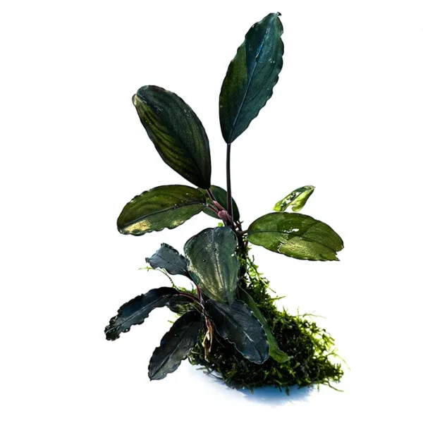 Bucephalandra enraizada en lava