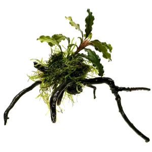 Bucephalandra enraizada en tronco araña