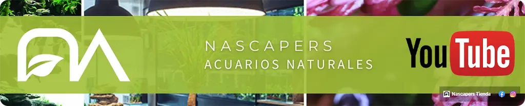 Canal de YouTube nascapers acuarios naturales