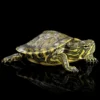 Tortuga nascapers.es
