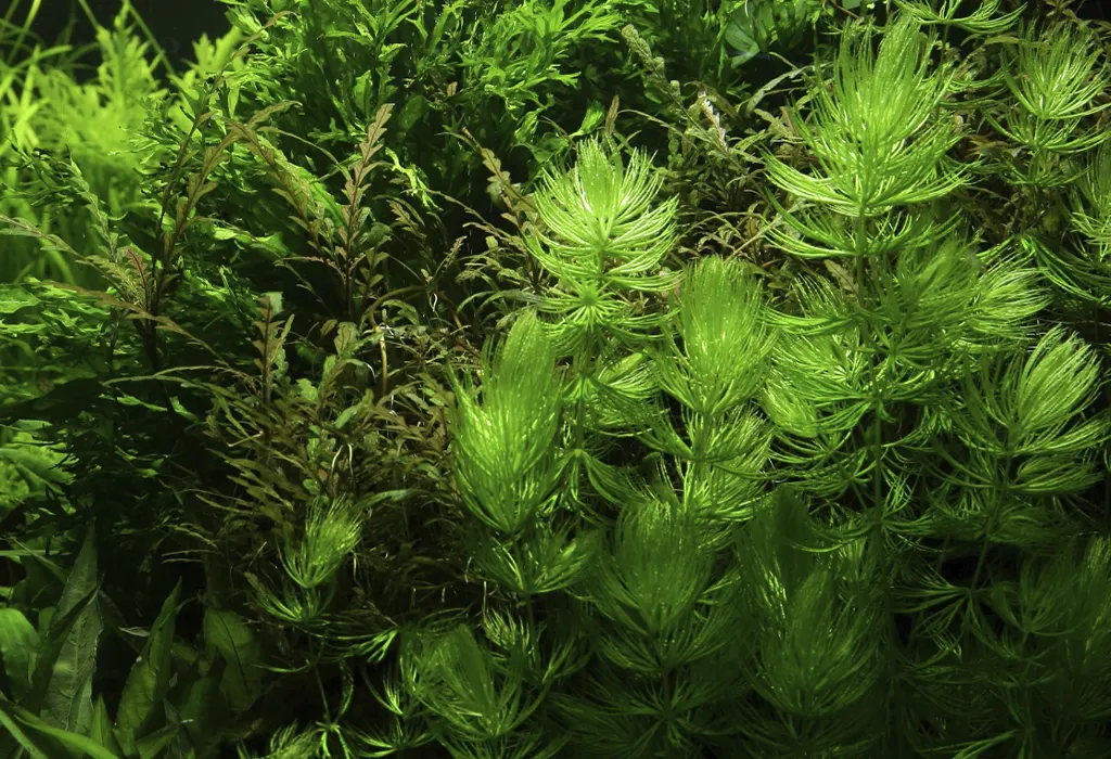 Detalle de la planta en un acuario plantado