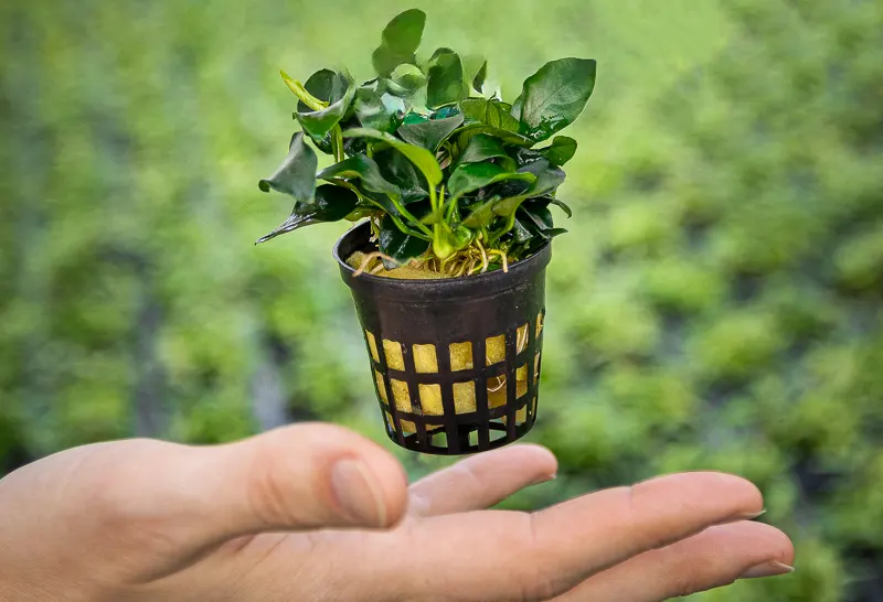 Planta para acuarios cultivada en maceta