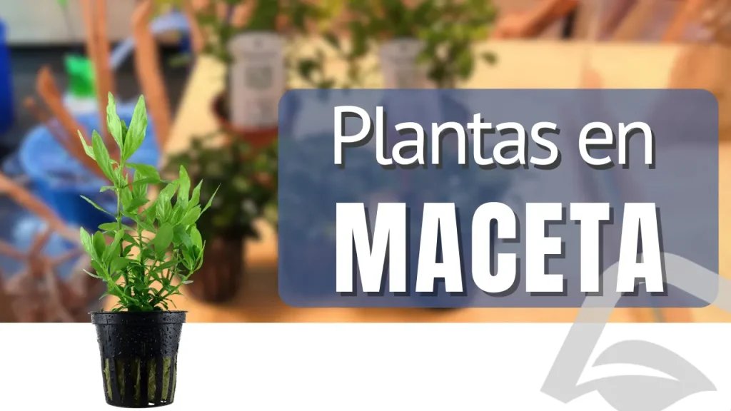 plantas en maceta para tu acuario